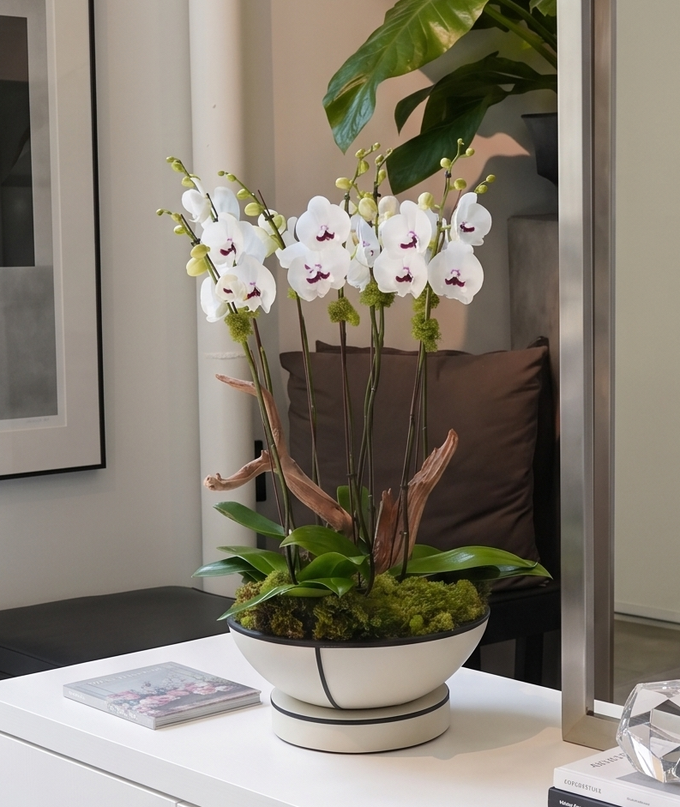 CASOT | Quad Orchid Planter