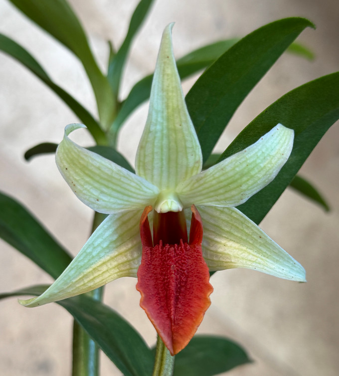 Dendrobium Jiaho Delight 'Red Lip'  (Hsinying Frosty Maree x tobaense)
