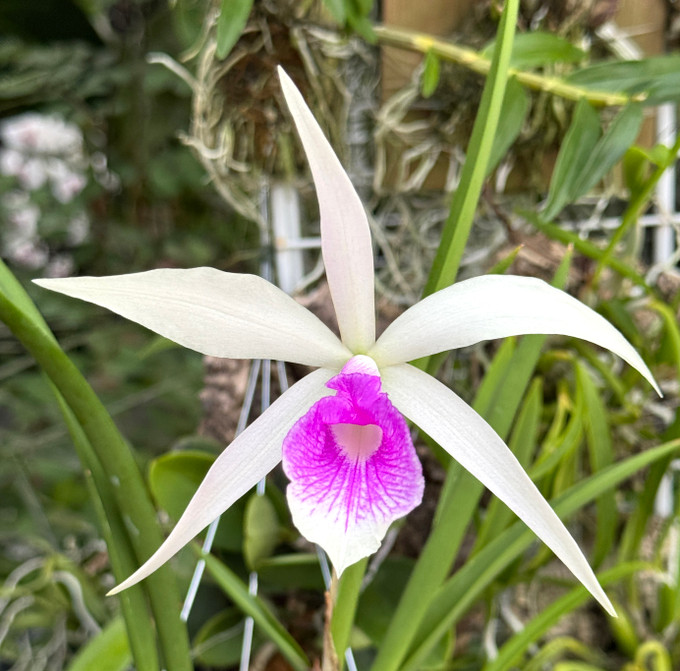 Bc. Angie Schneider (B. ovaliformis x C. violacea v. semi-alba)