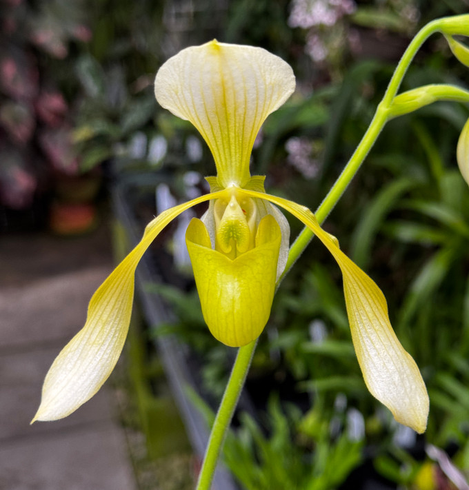 Paphiopedilum Quintal Wonder x lowii v. alba