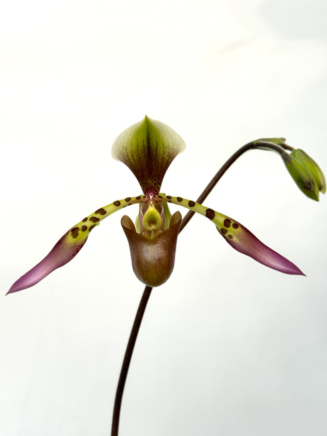 Paphiopedilum Toni Semple (lowii x haynaldianum)
