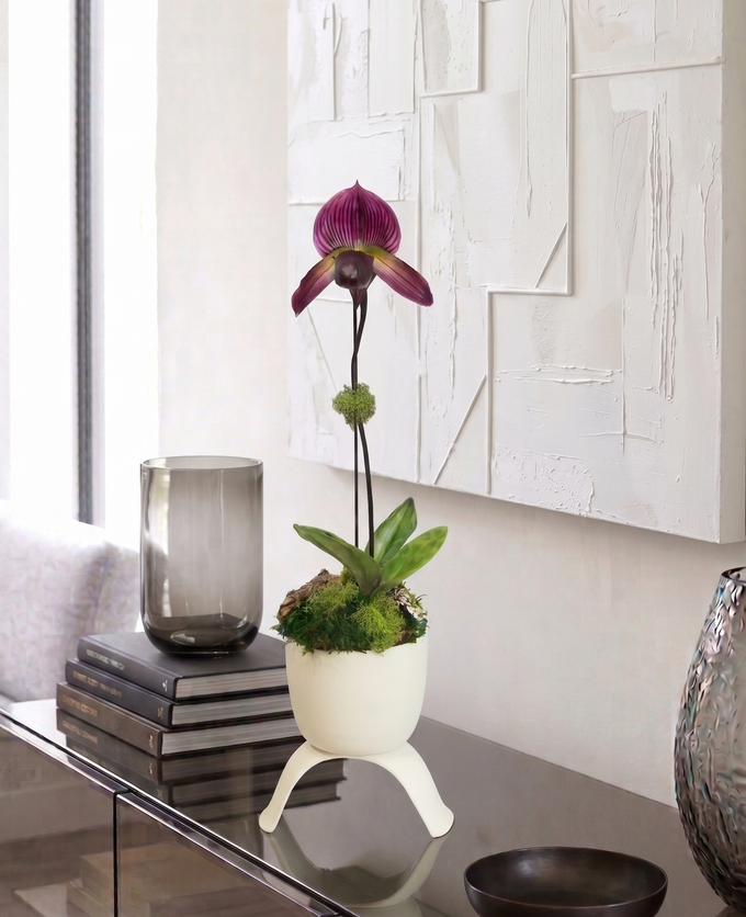 OMNI SLIPPER | Seasons Best Ladyslipper Orchid