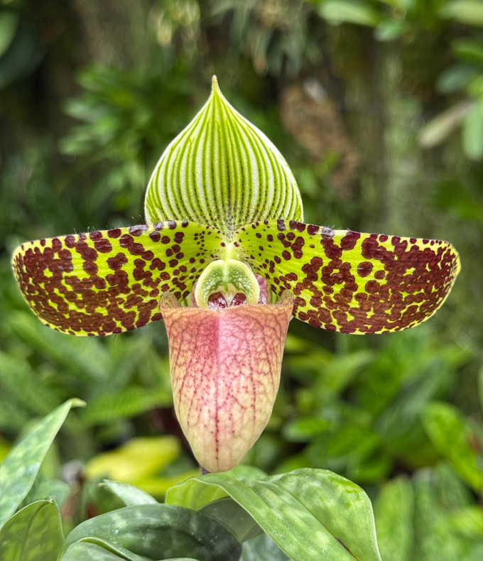 Paphiopedilum sukhakulii (select breeding)