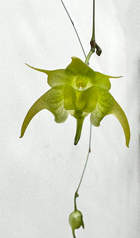 Aeranthes neoperrieri