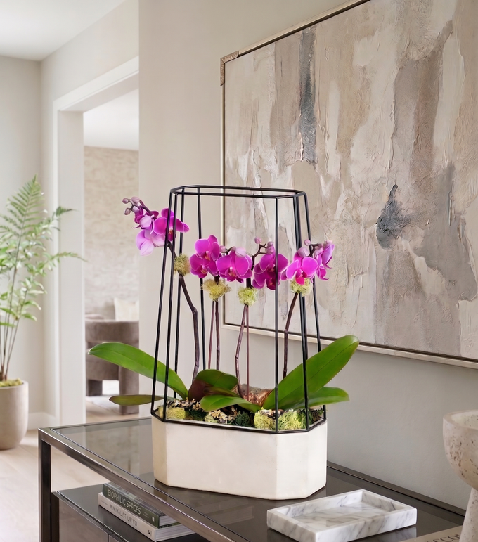STIG | Compact Double Orchid