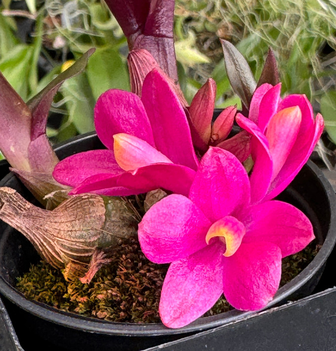Dendrobium laevifolium