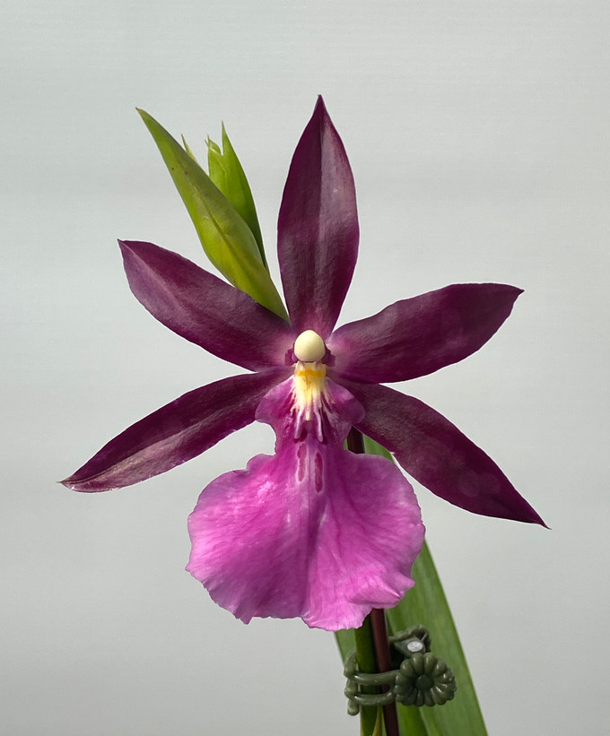 Miltonia Bluntii (Miltonia spectabilis `Royalty' AM/AOS x Miltonia clowesii `Ivan's')