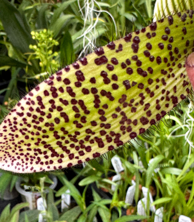 Paphiopedilum Oriental Spice (sukhakulii x Curtisii))