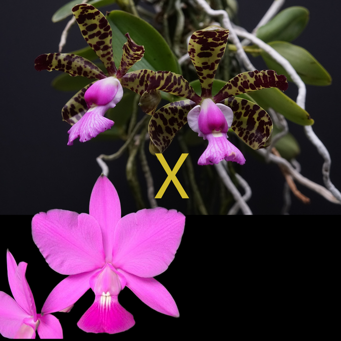 Cattleya Measuriana (walkeriana 'HR' x aclandiae 'Tiger')