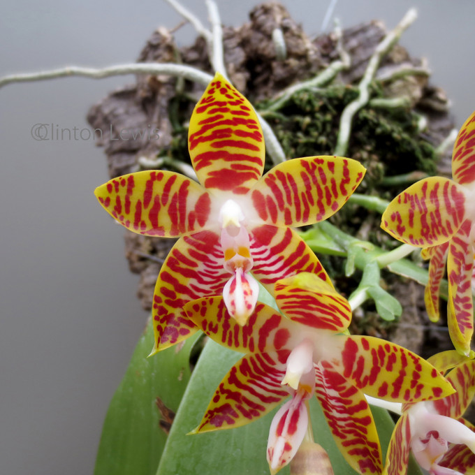 Phalaenopsis amboinensis 'Nicole' AM/AOS