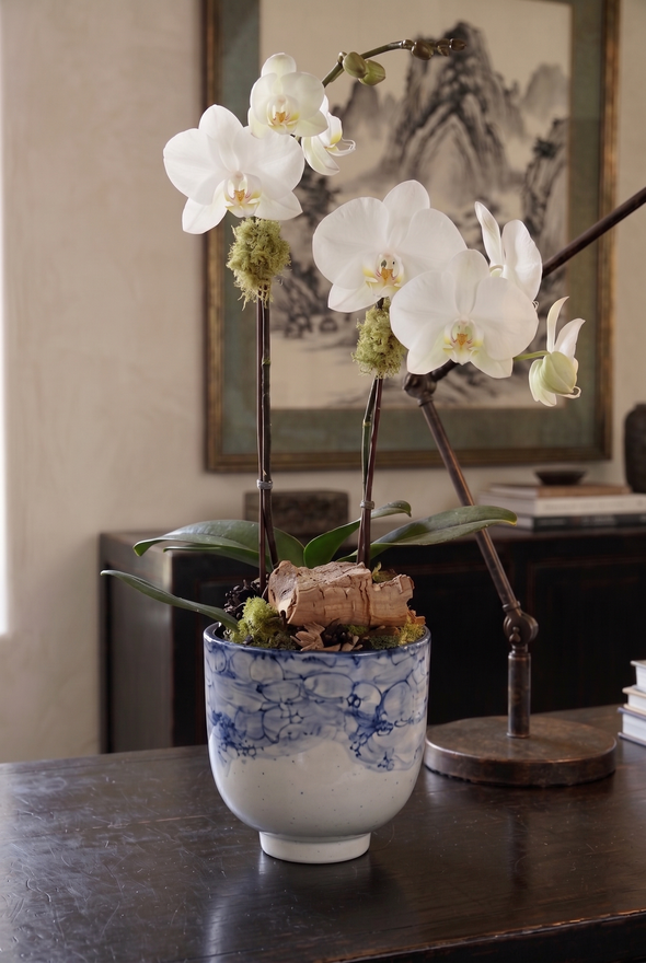 AZURE | Compact Orchid