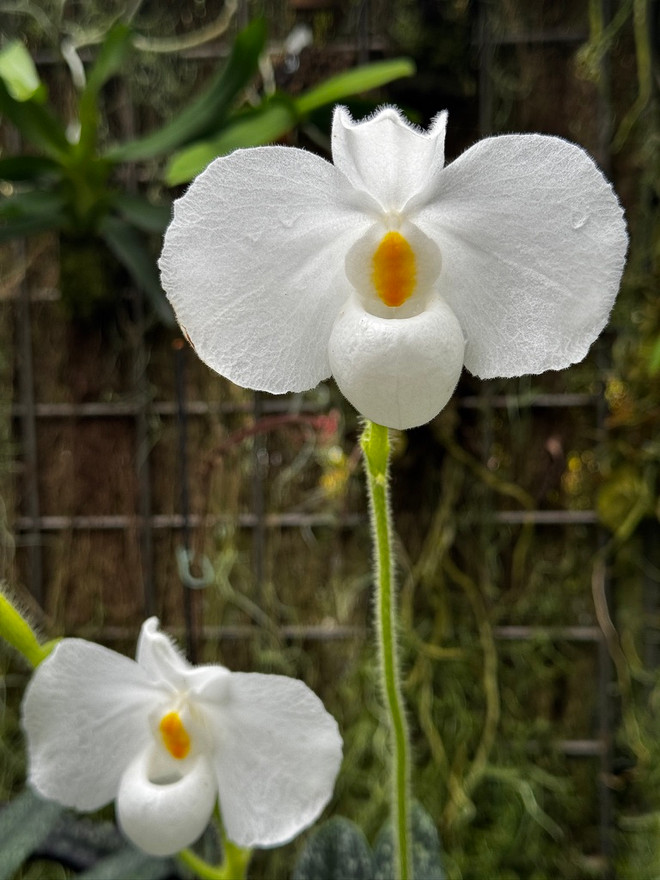 Paphiopedilum delenatii v. alba