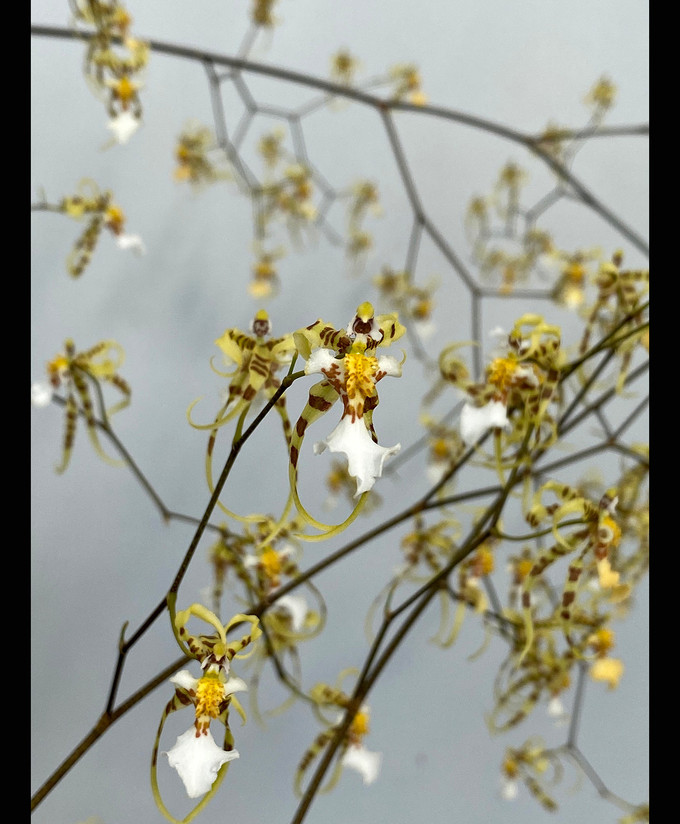 Oncidium phymatochilum (syn. Phymatochilum brasiliense)