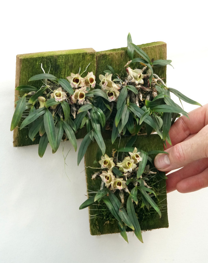 Dendrobium hekouense Dendrobium hekouense