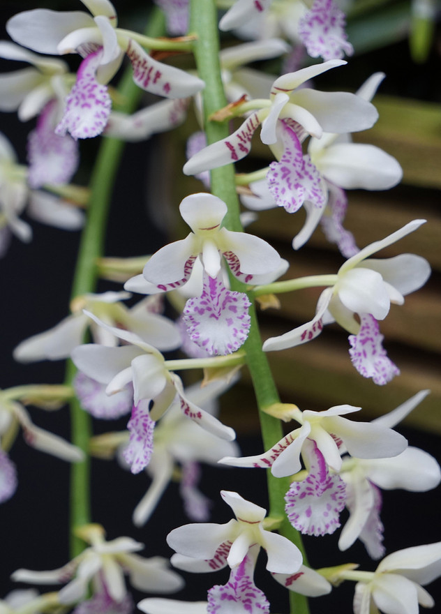 Sedirea japonica