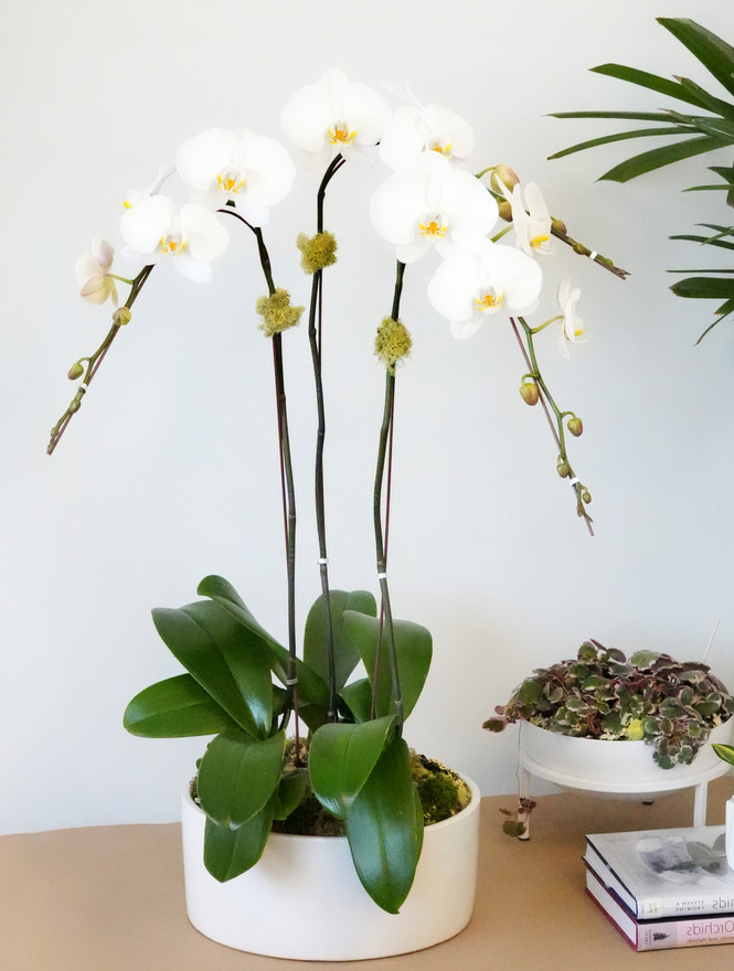 CLASSIC DESIGN | Triple Planter CLASSIC DESIGN | Triple Planter