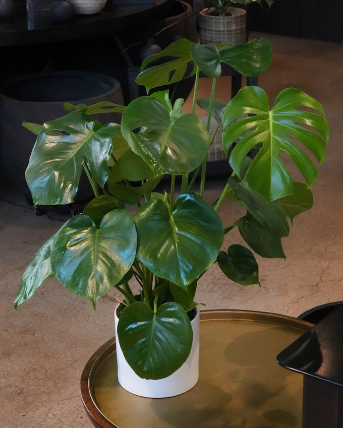 MONSTERA DELICIOSA | Tropical Planter