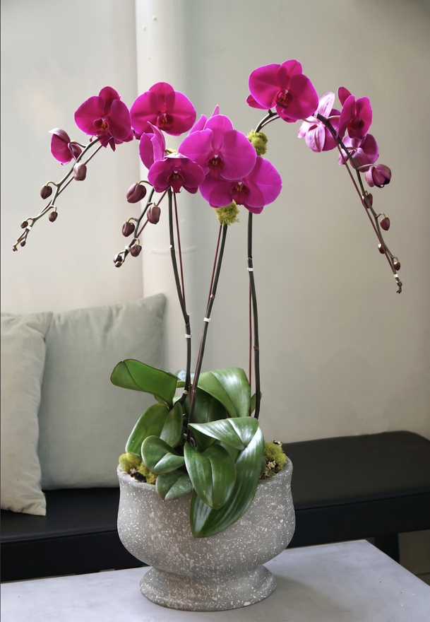 HAVEN | Triple Planter