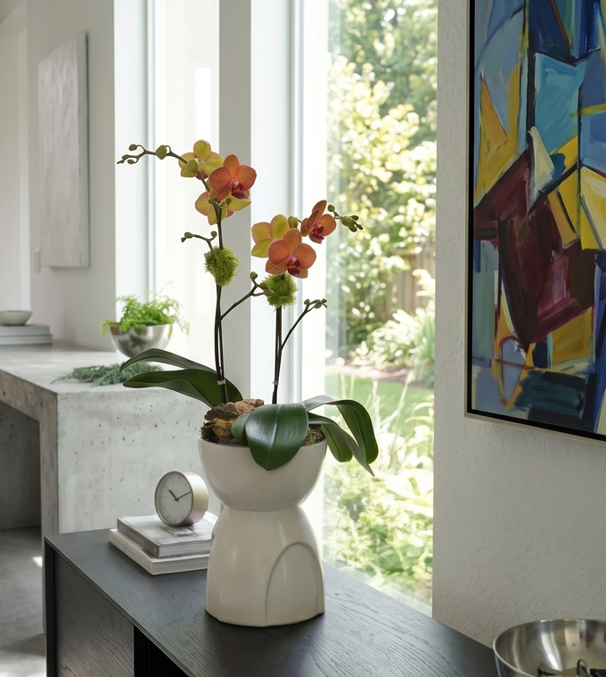 KALDR | Compact Double Orchid