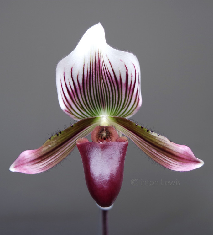 Paphiopedilum barbatum (‘Plum Red’ x Wide Spread’)