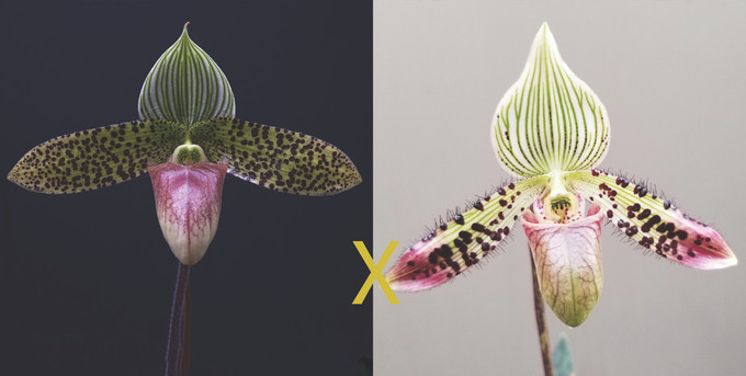 Paphiopedilum Sukar Honi (sukhakulii x argus) Paphiopedilum Sukar Honi (sukhakulii x argus)