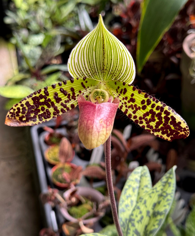 Paphiopedilum Sukar Honi (sukhakulii x argus) 