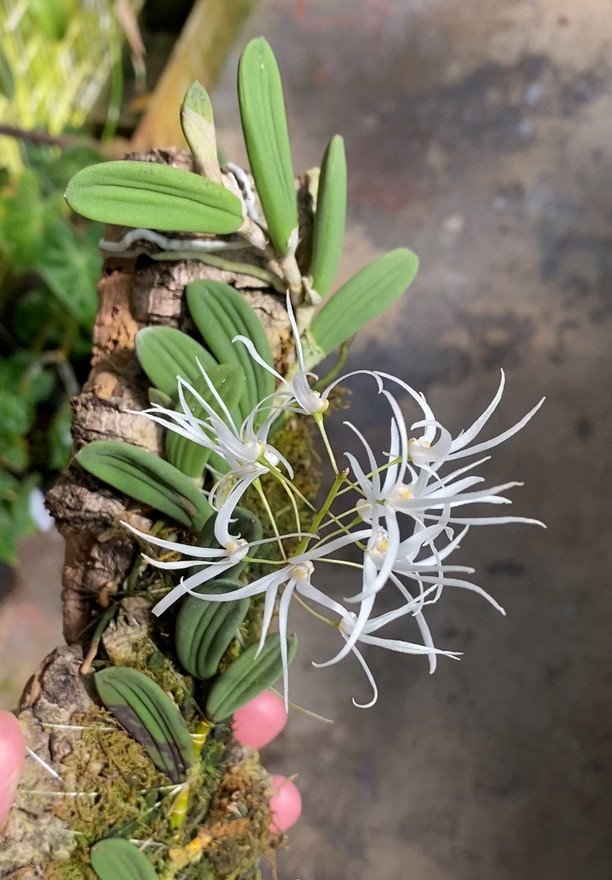 Dendrobium linguiforme 'Orchid Dynasty'