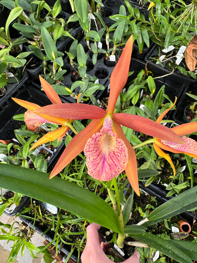 Bc. Golden Glory (Richard Mueller x tenebrosa)