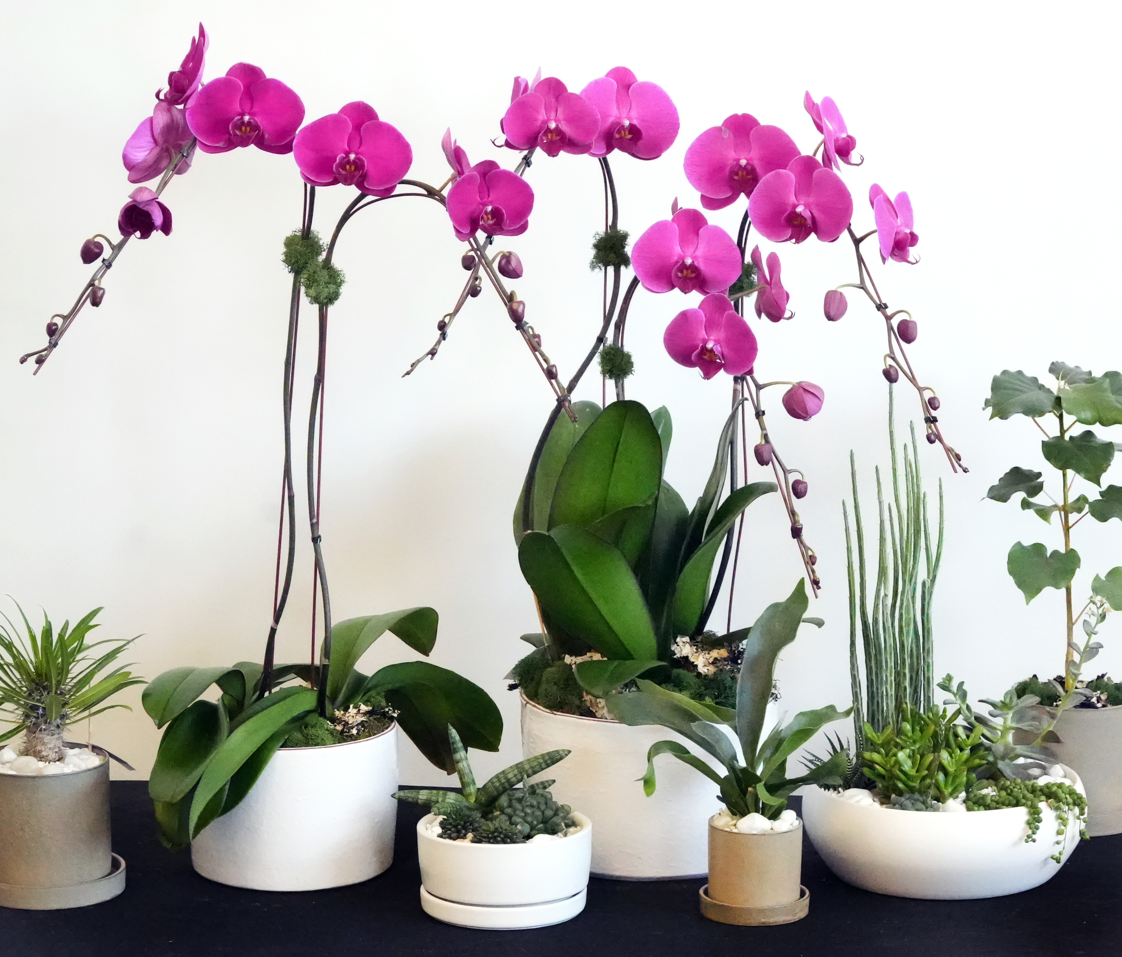 Valentines Orchids and Plants