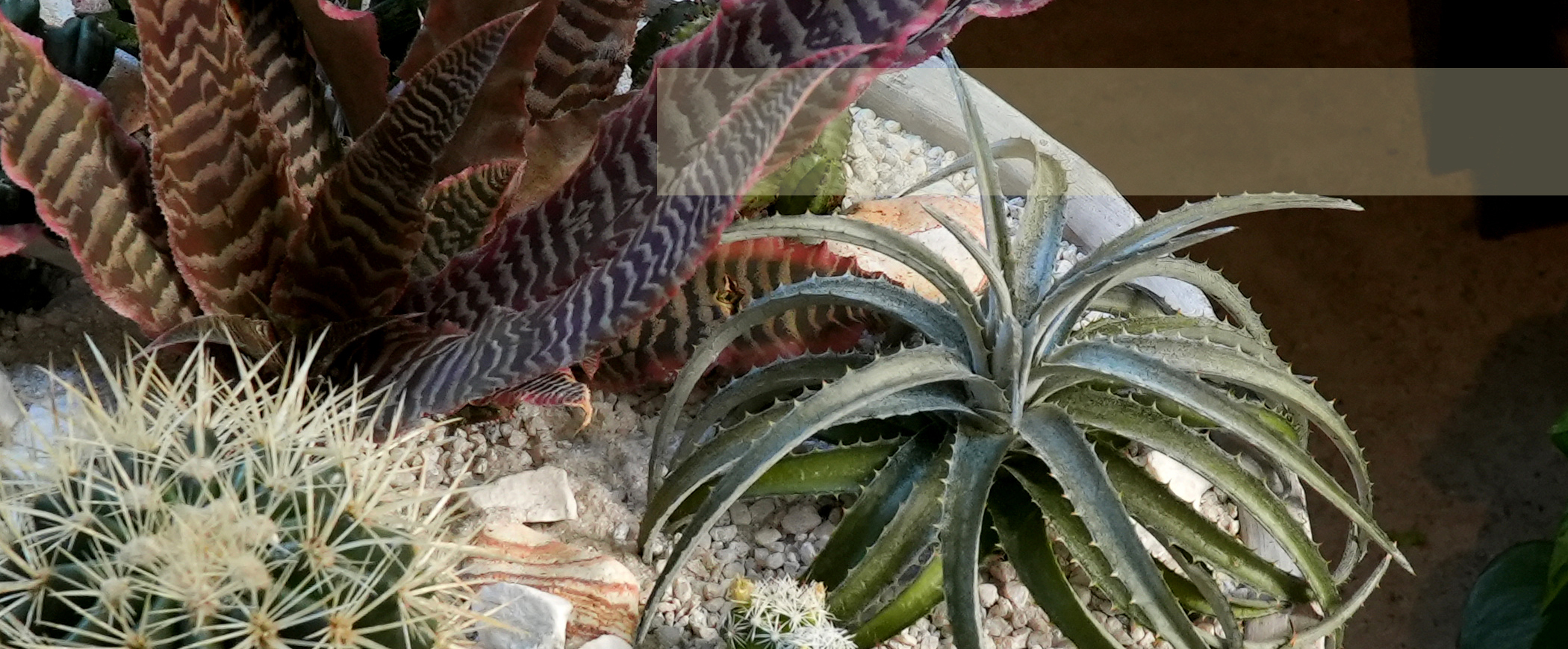 rectangle-succulent-thumb.jpg