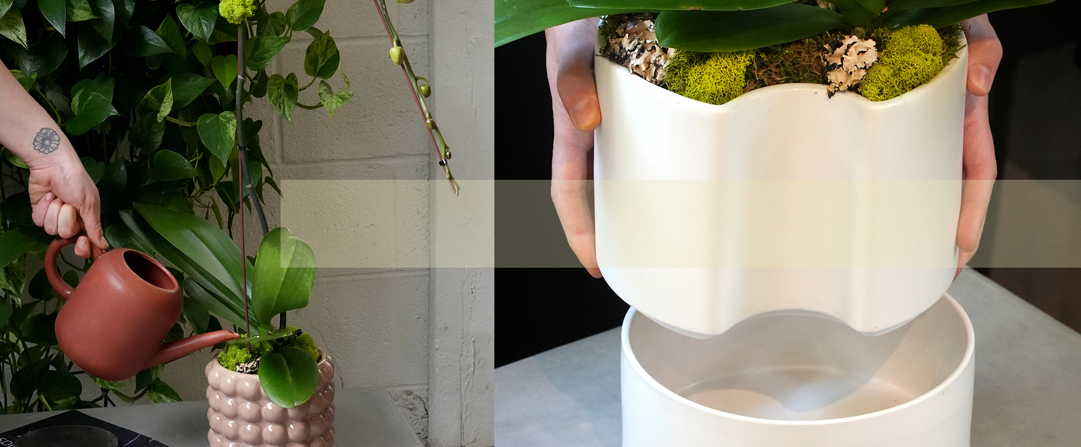 staged-orchid-care-thumb.jpg