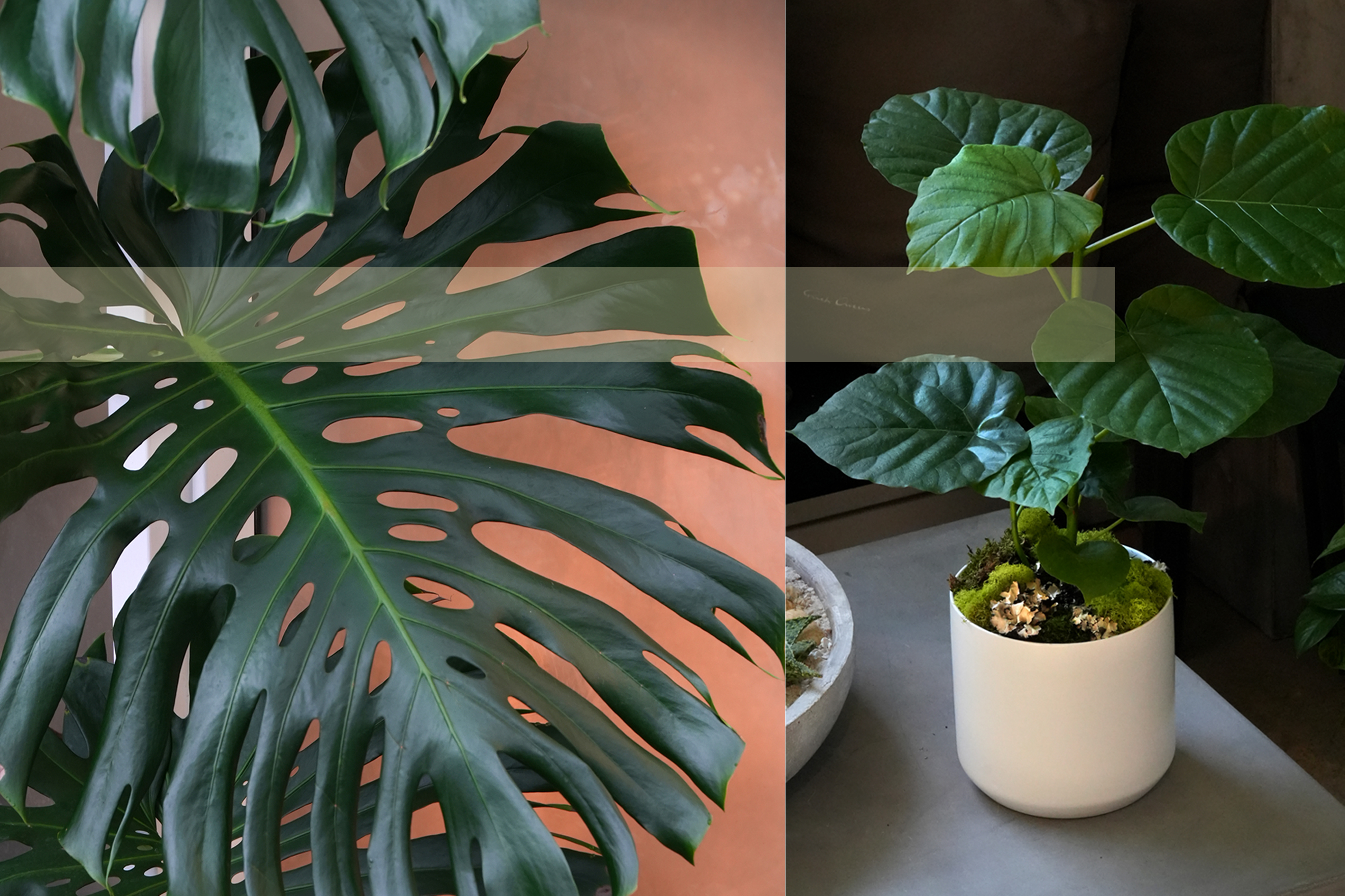 tropical-shop-thumb.jpg