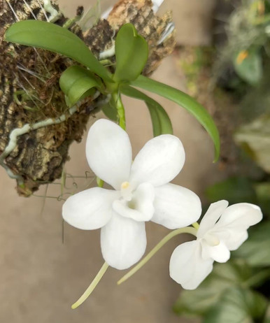 Ames_Sparkling_Jewel__24935.