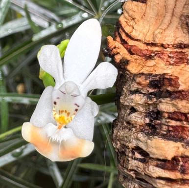 Phalaenopsis_parishii_Vietnam_