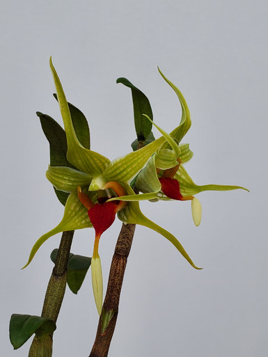 Dendrobium2　セイア Dendrobium tobaense v. giganteum - Orchid Dynasty
