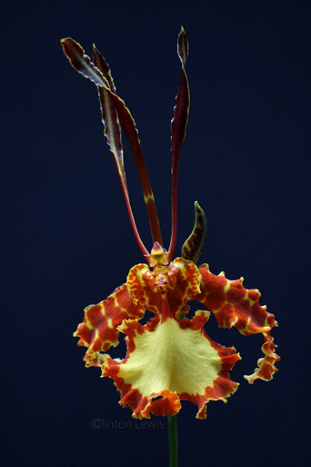 Psychopsis_papilio__88328.