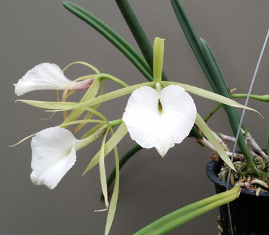 ファビュラスシャイン B.