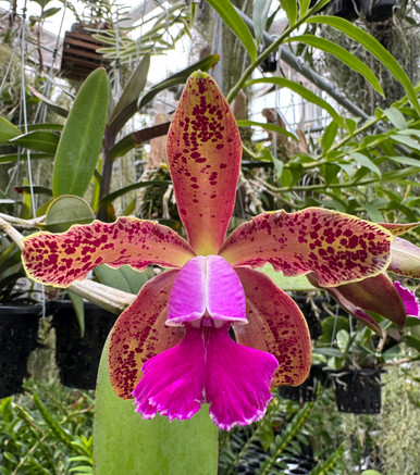 Cattleya Mareeba Tiger (schilleriana x leopodlii) - Orchid Dynasty