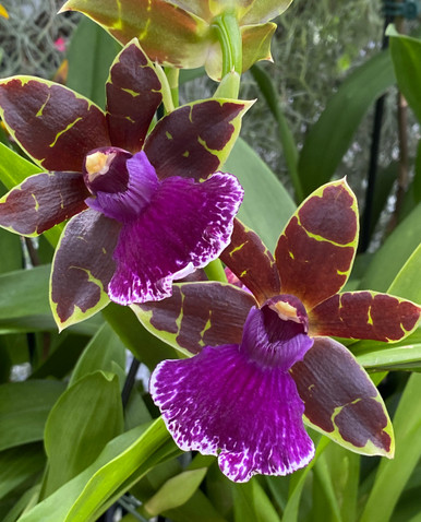 Zygopetalum_Jumpin_Jack__17119
