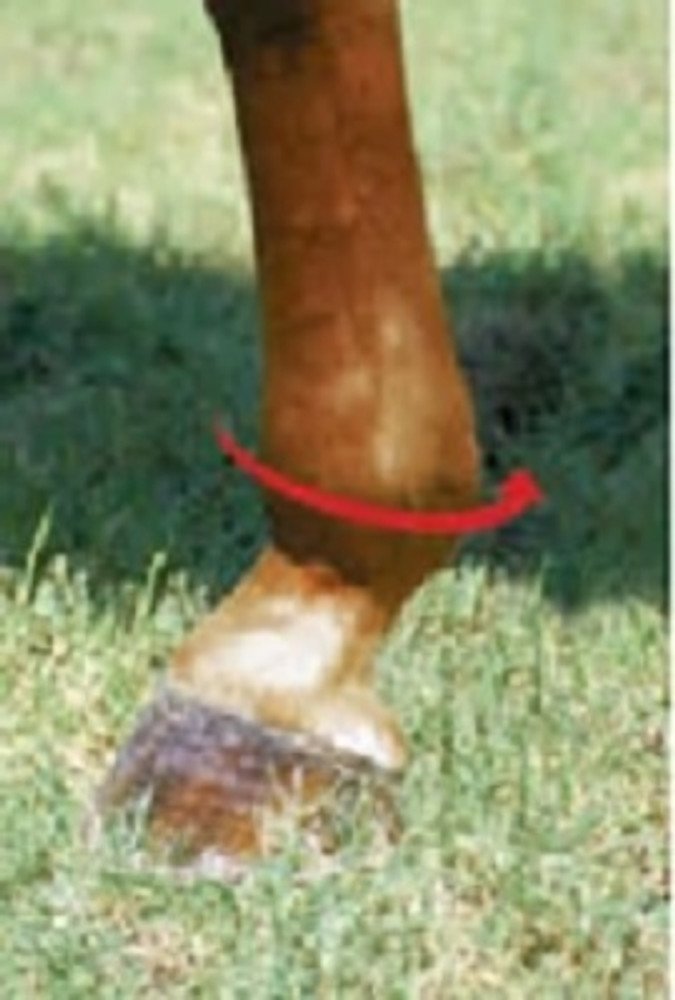 To determine the correct size of Brrr 2XCOOL boots you need, measure around the widest part of the horse's fetlock.  then read the instructions on the sizing chart found in the pictures area.  Measure all 4 legs.