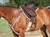 Cashel Soft Saddle G2 in the new brown color shown on a horse; the perfect compromise between a saddle an bareback pad.  Shown with optional  black soft saddle pad. Breast Collar and cinch shown in picture are not included.  