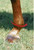 To determine the correct size of Brrr 2XCOOL boots you need, measure around the widest part of the horse's fetlock.  then read the instructions on the sizing chart found in the pictures area.  Measure all 4 legs.
