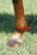 Measure around the widest part of the horse's fetlock.  then read the instructions on the sizing chart found in the pictures area.  Measure all 4 legs.