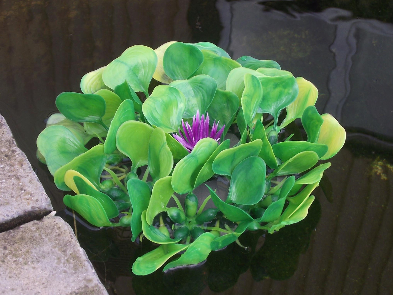 Floating Water Hyacinth Â¦Bradshaws Direct