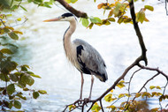 Guarding your pond from herons; tips & tricks