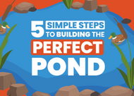 5 Simple Steps To Building The Perfect Pond