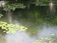 The Secret Ingredient for a Thriving Pond 