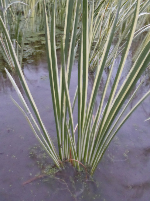 Acorus Calamus Variegatus Sweet Flag Acorus Calamus Variegatus Sweet Flag