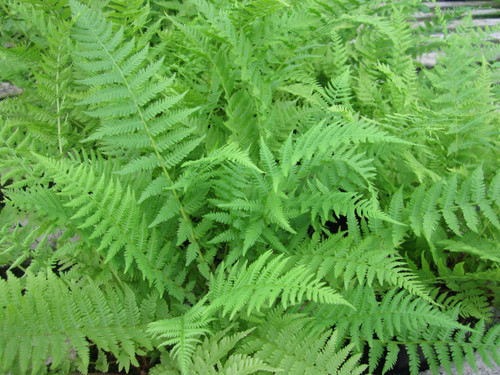 Athyrium Filix Femina - Lady Fern