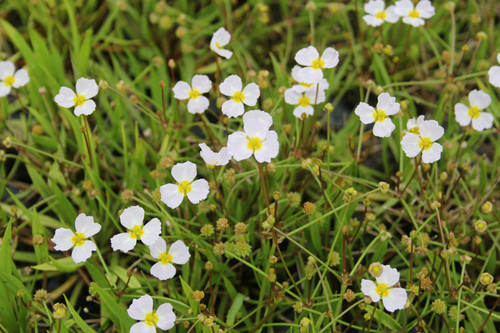 Baldellia Ranunculoides - Lesser Water-plantain Baldellia Ranunculoides - Lesser Water-plantain
